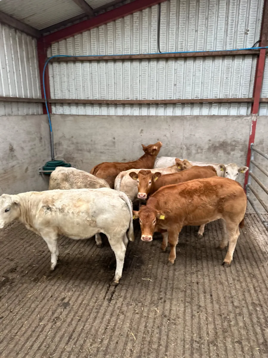 Charolais and lim heifers - Image 4
