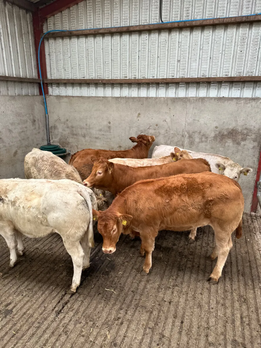 Charolais and lim heifers - Image 3