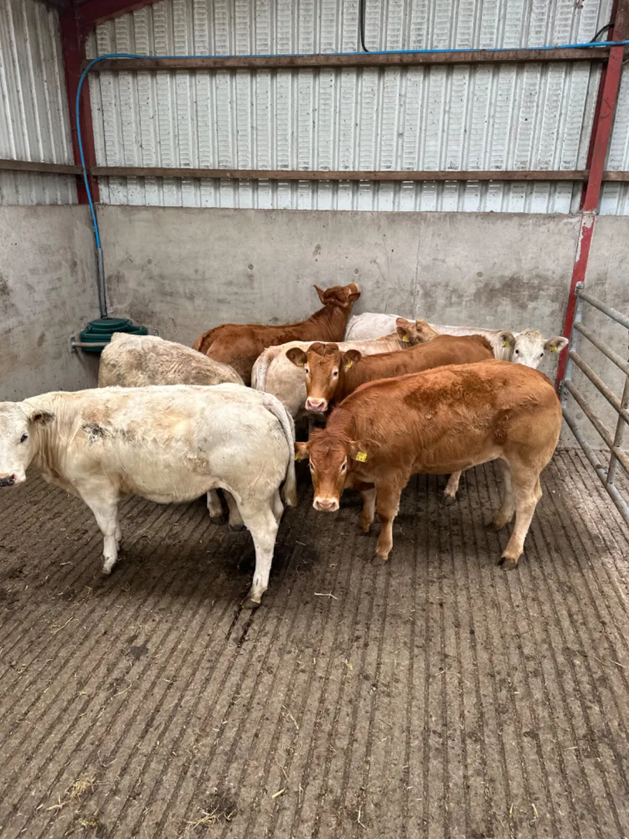 Charolais and lim heifers - Image 2