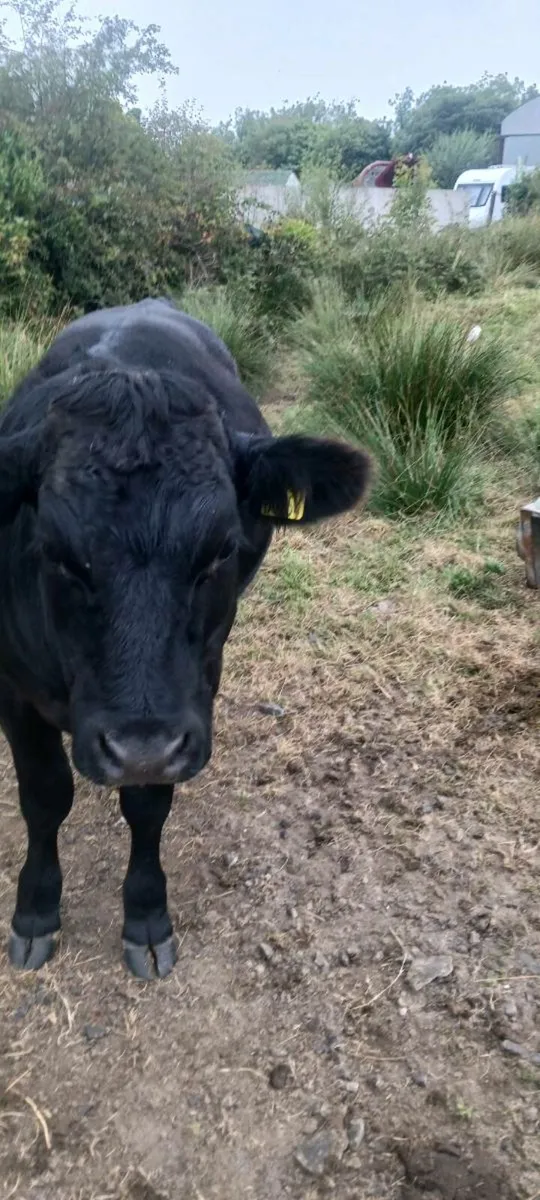 Organic cattle - Image 2