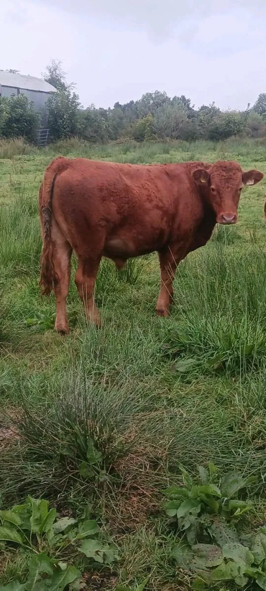 Organic cattle - Image 1