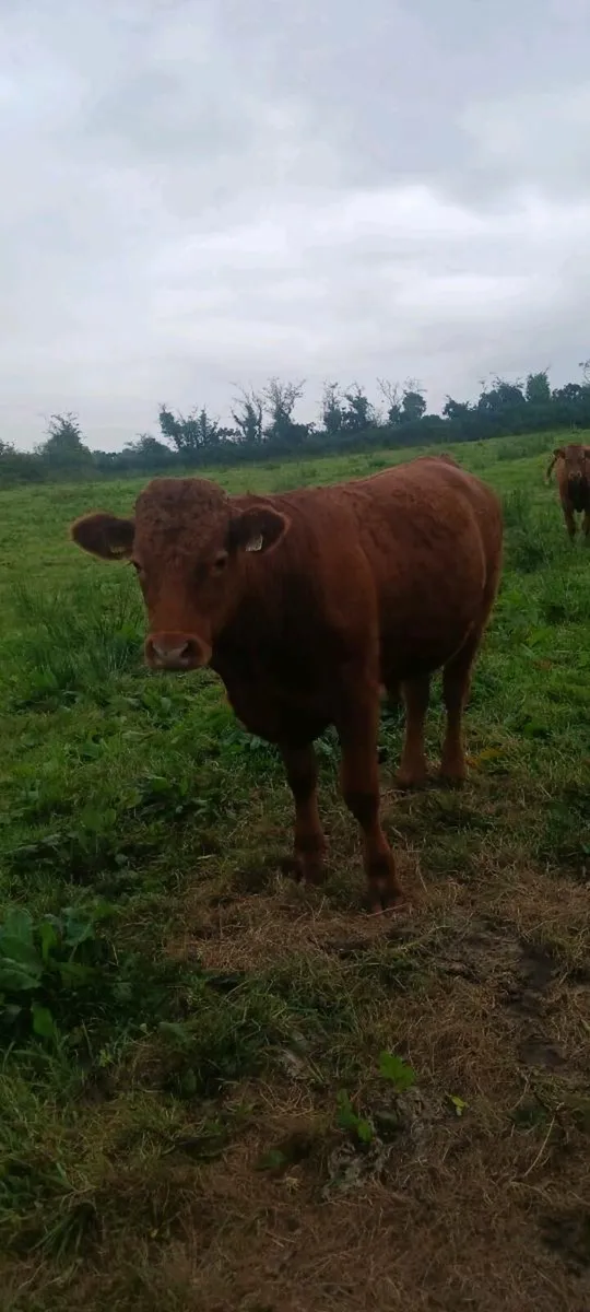 Organic cattle - Image 3