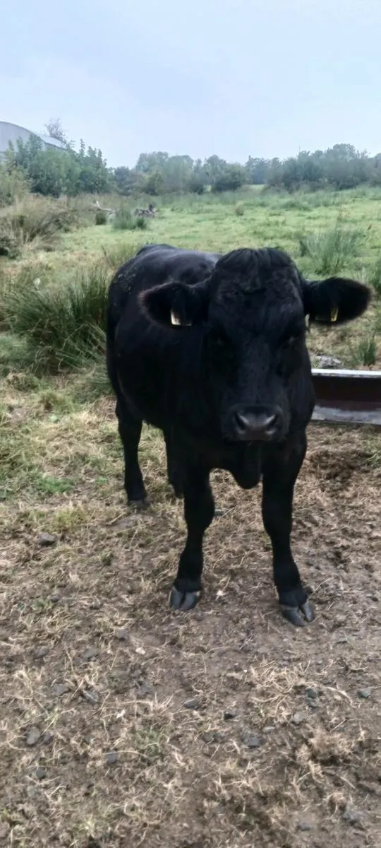 Organic cattle - Image 4