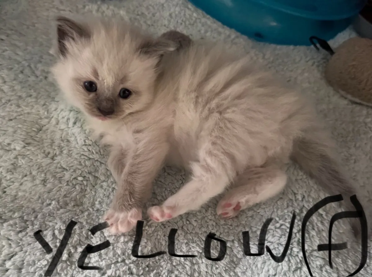Purebred Blue Ragdolls - Image 2