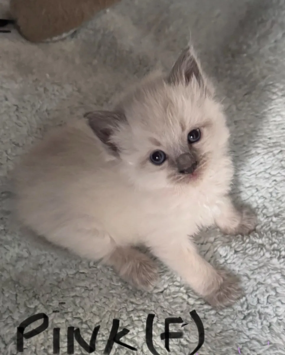 Purebred Blue Ragdolls - Image 3