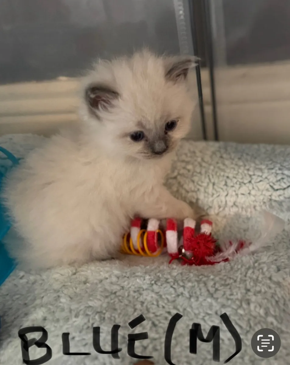 Purebred Blue Ragdolls - Image 1