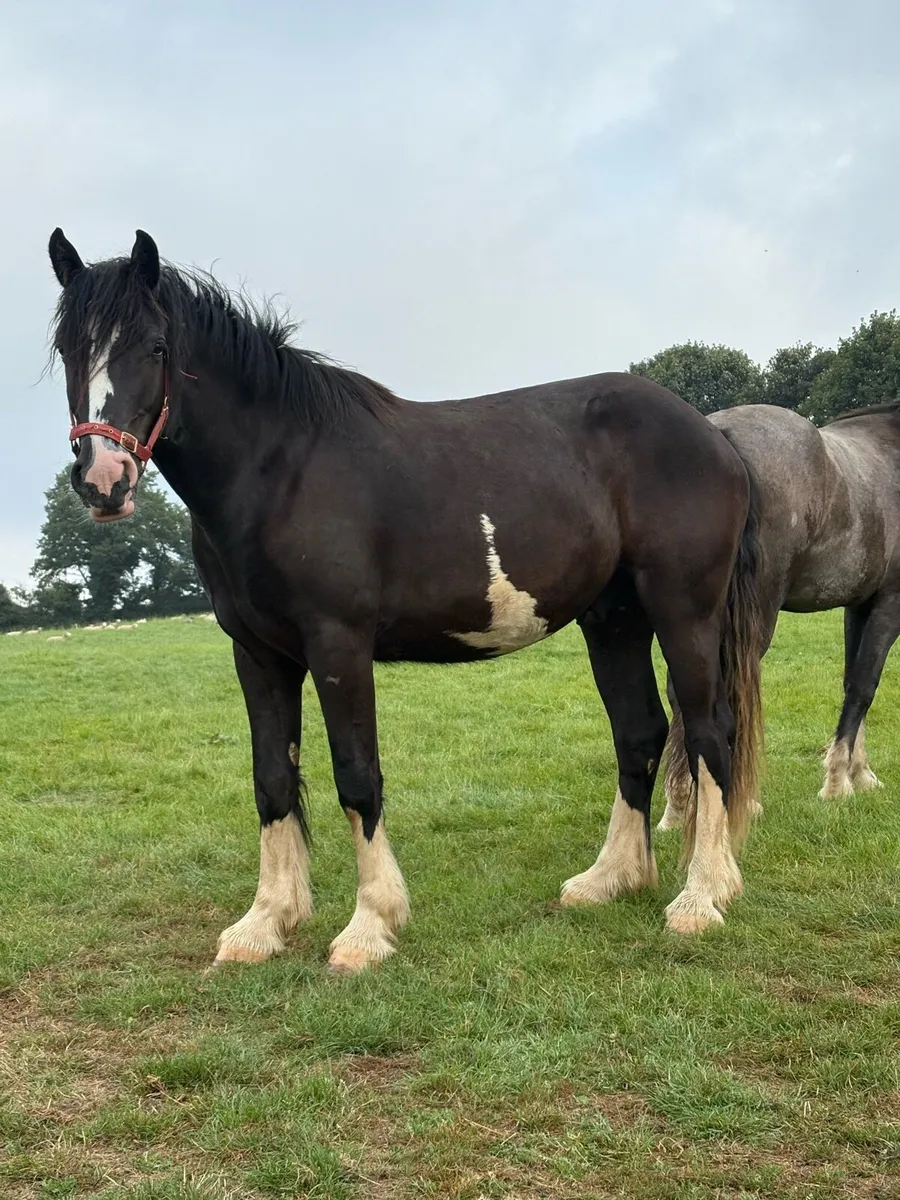 Super 3 year old - Image 1