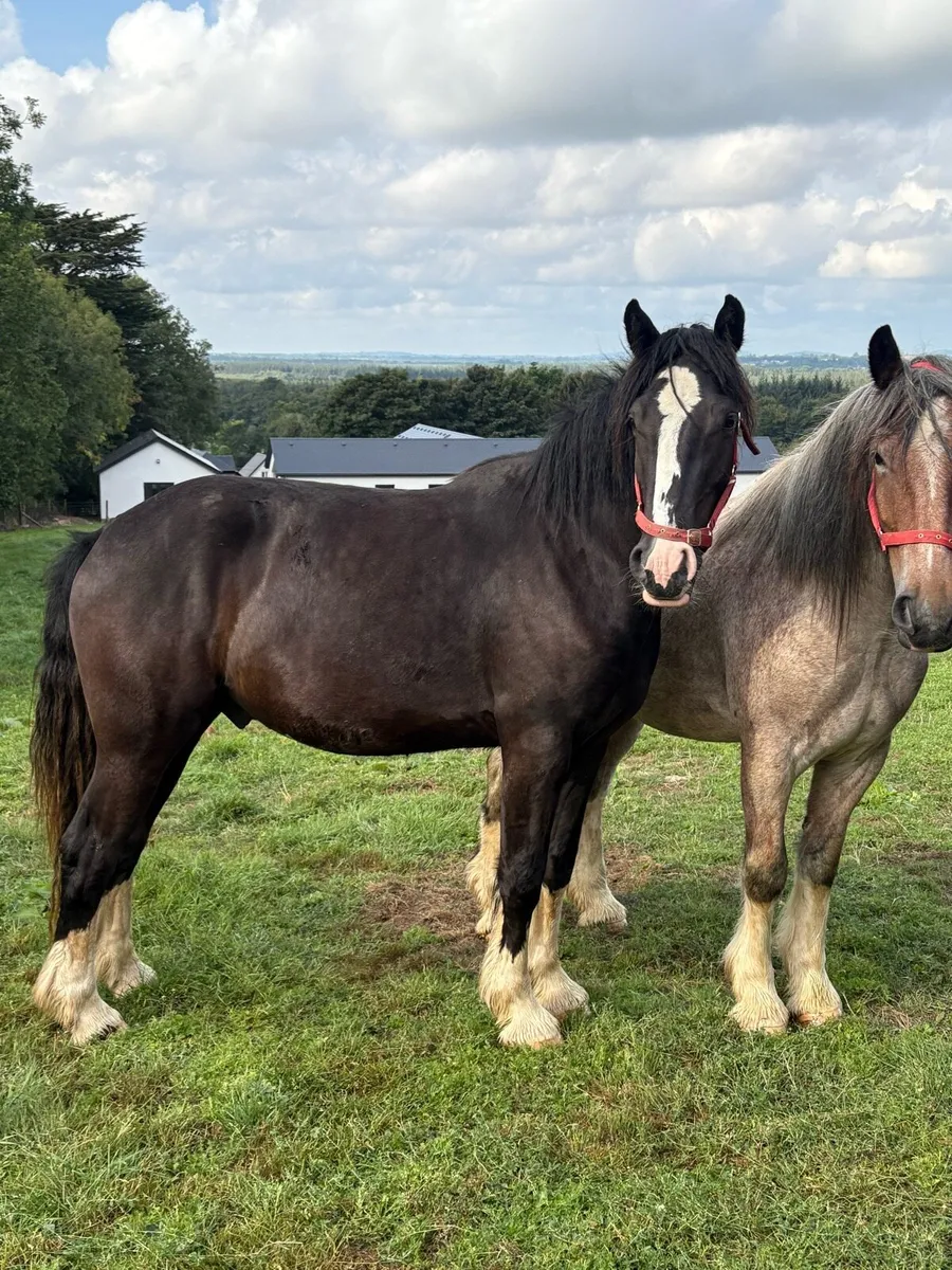 Super 3 year old - Image 2