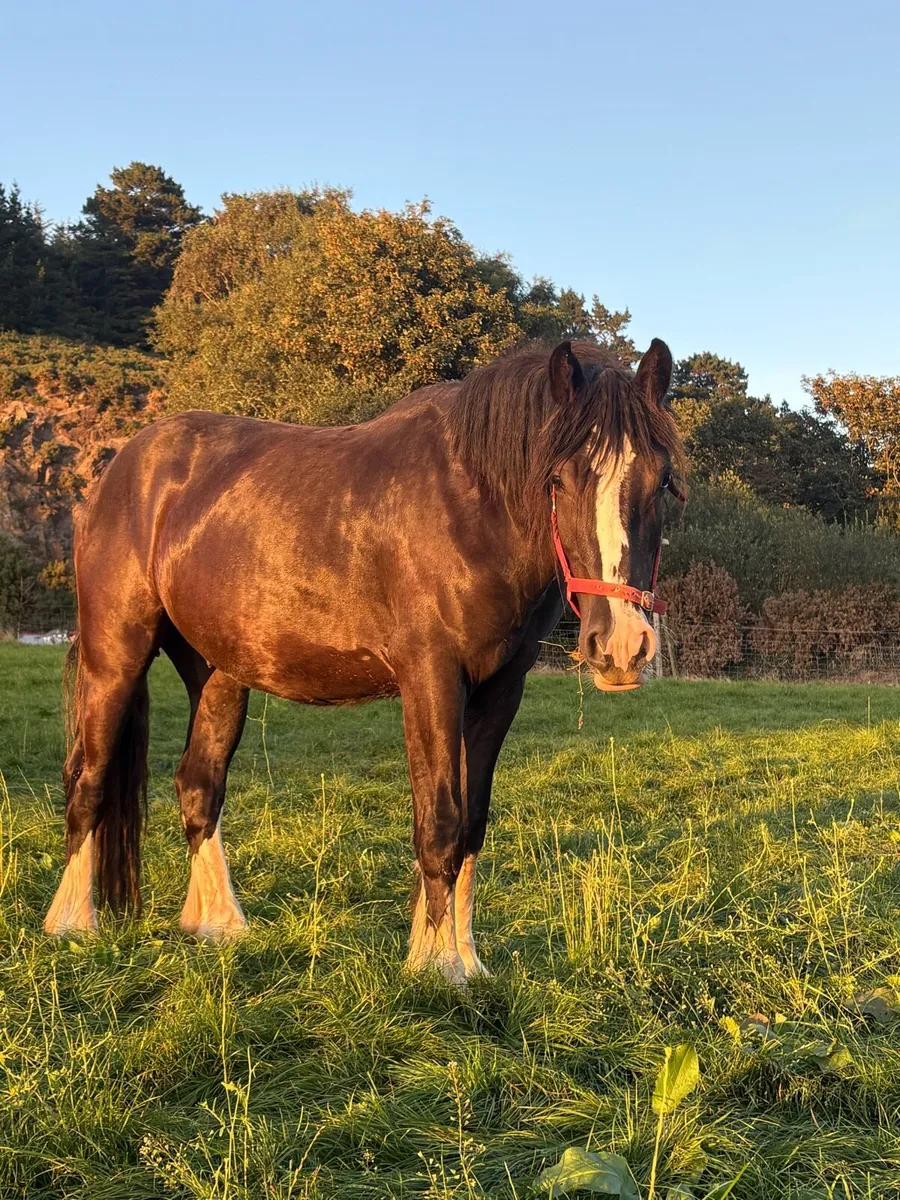 Super 3 year old - Image 3
