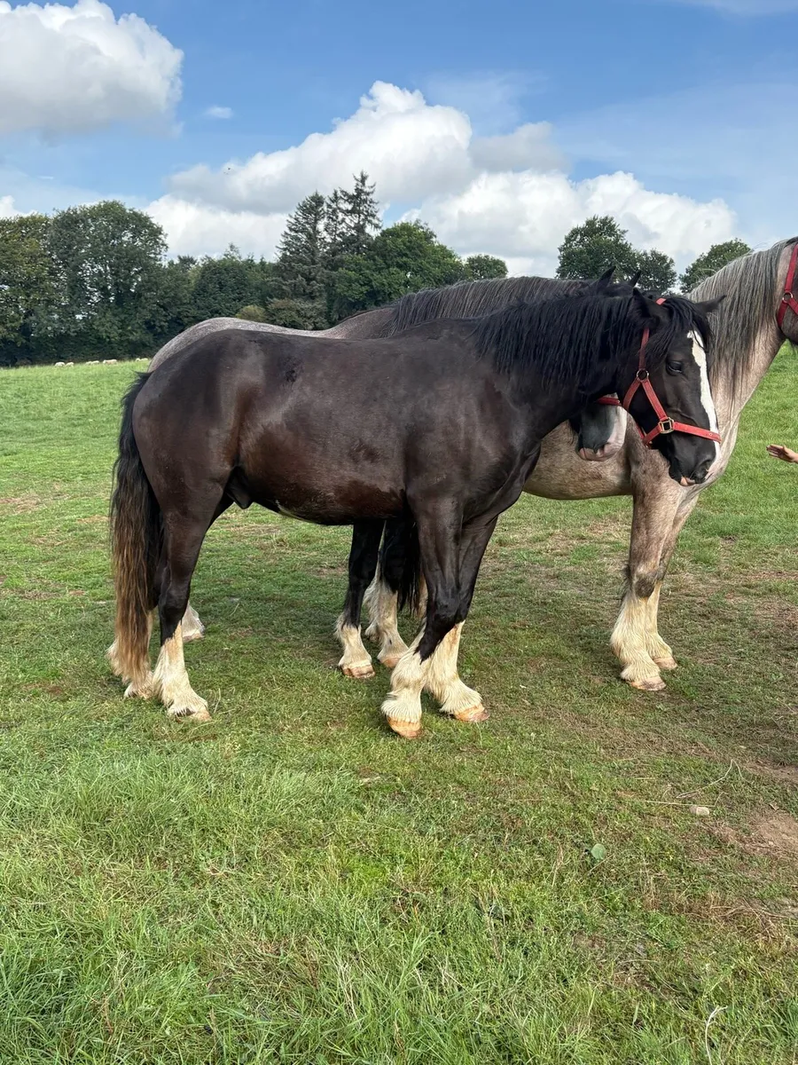 Super 3 year old - Image 4