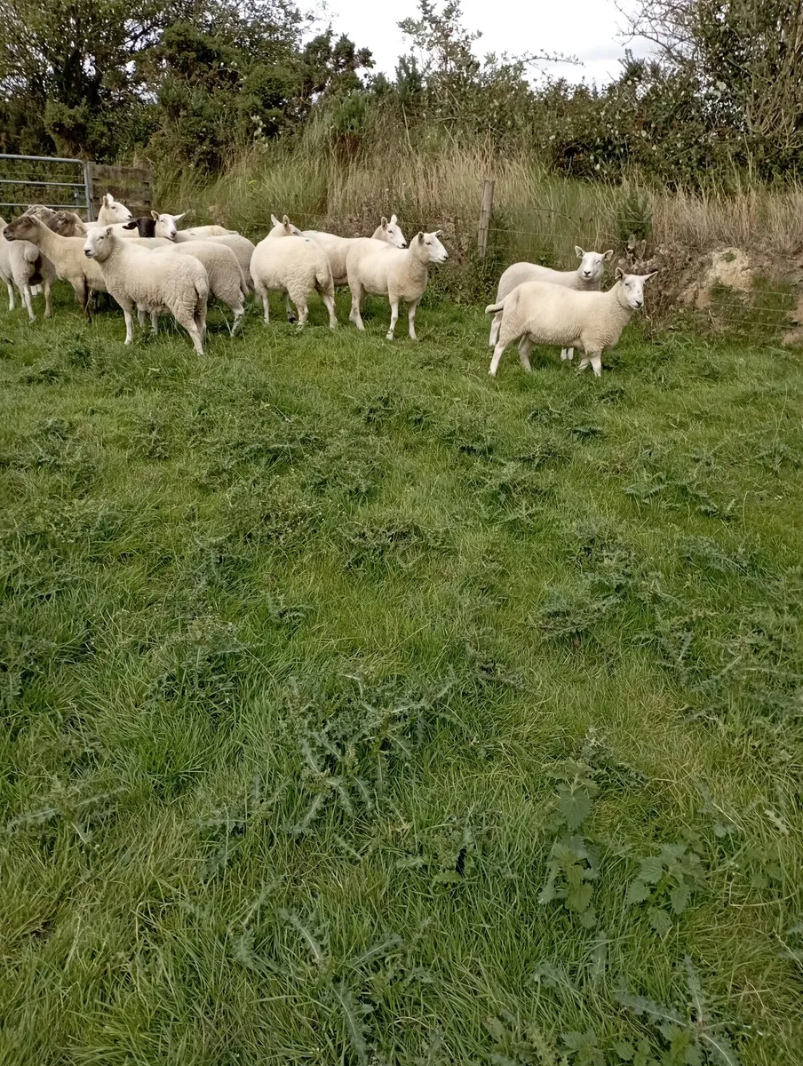 Ewe hoggets - Image 1