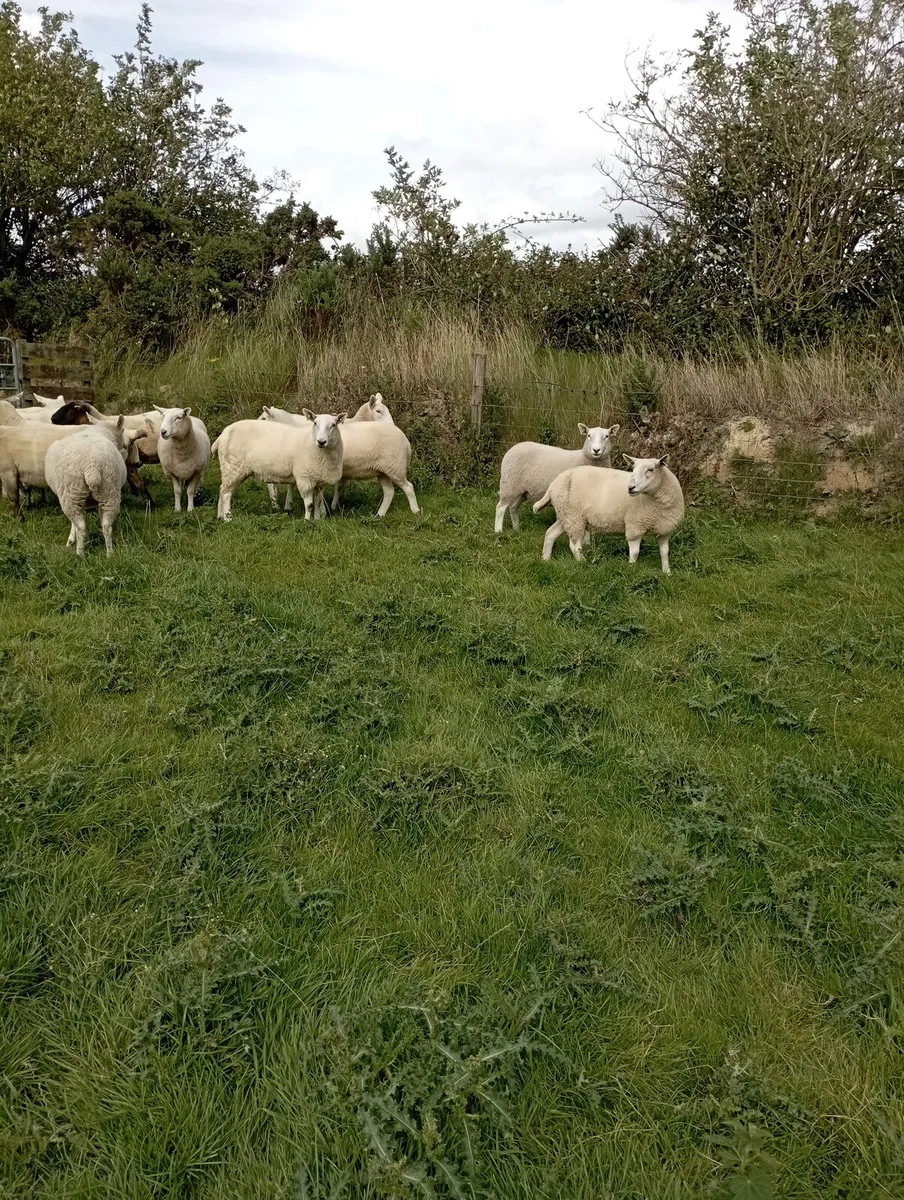 Ewe hoggets - Image 2
