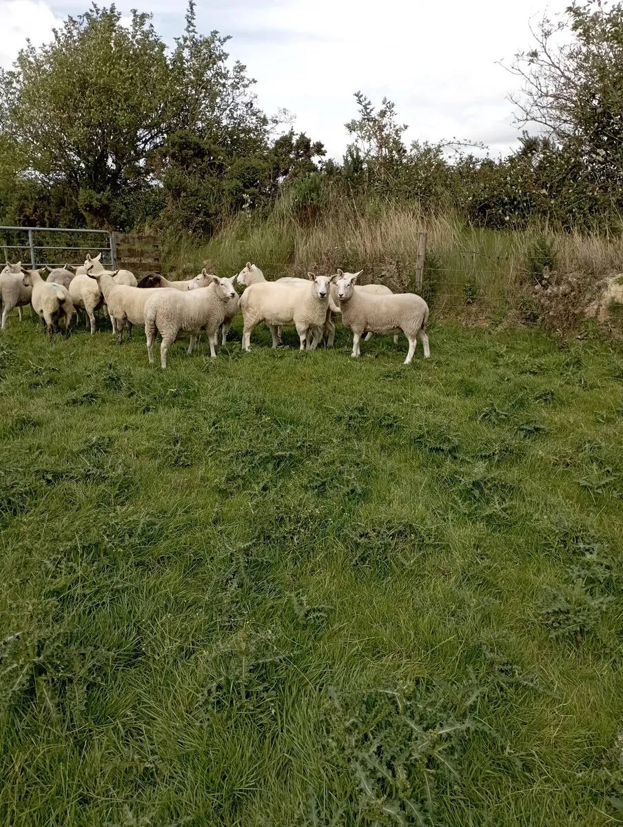 Ewe hoggets - Image 4