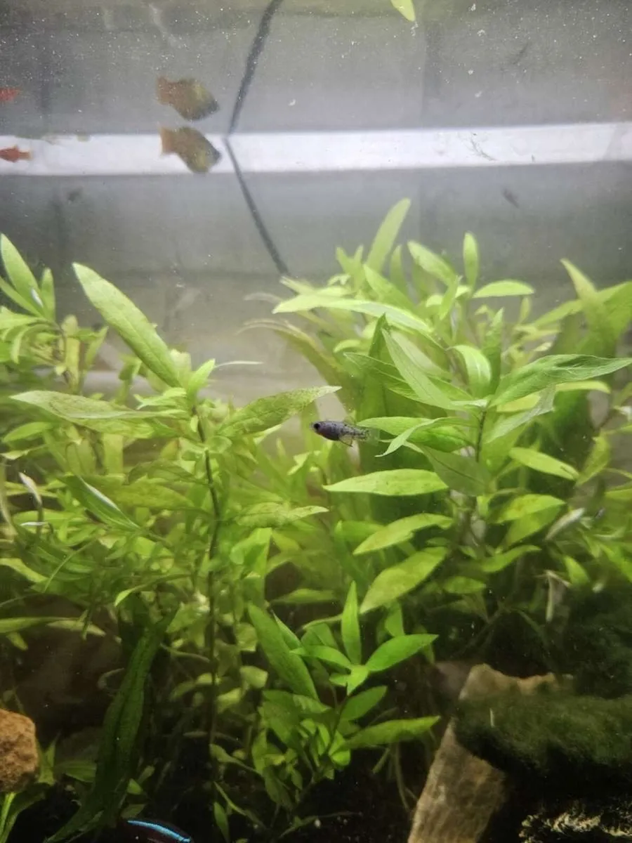 Fish - platies - Image 1