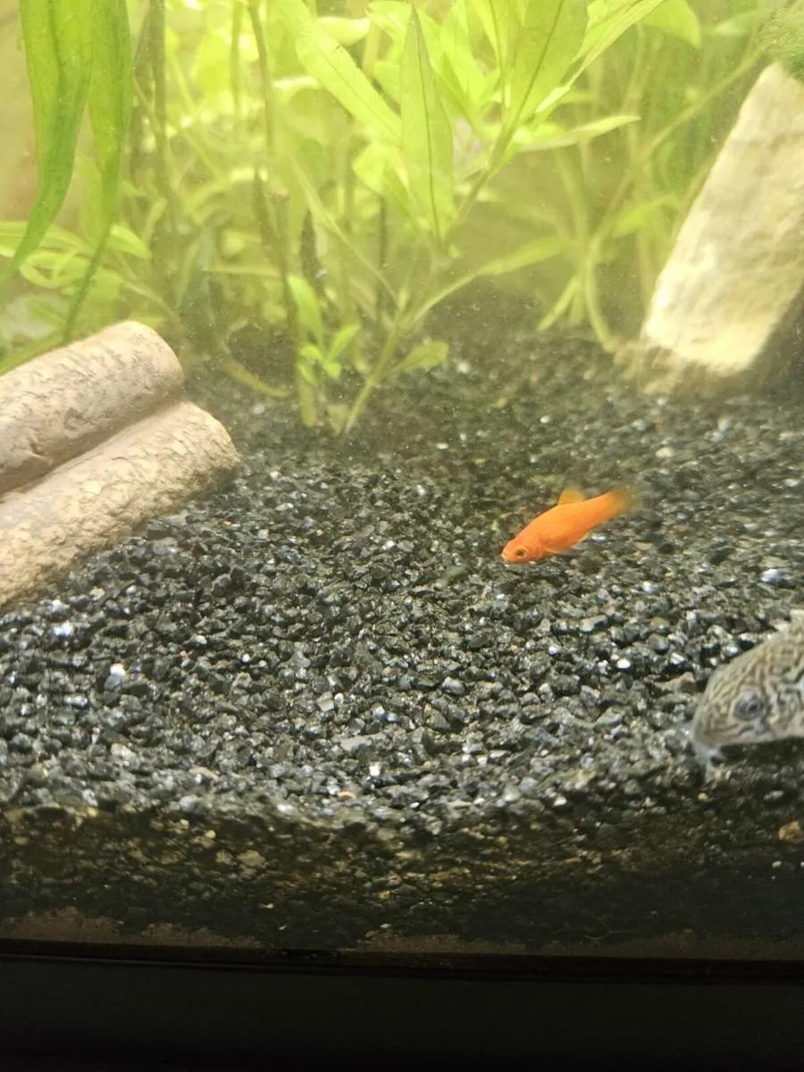 Fish - platies - Image 2