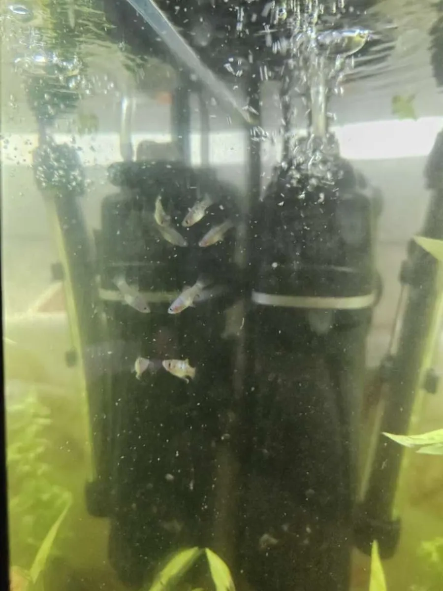 Fish - platies - Image 3