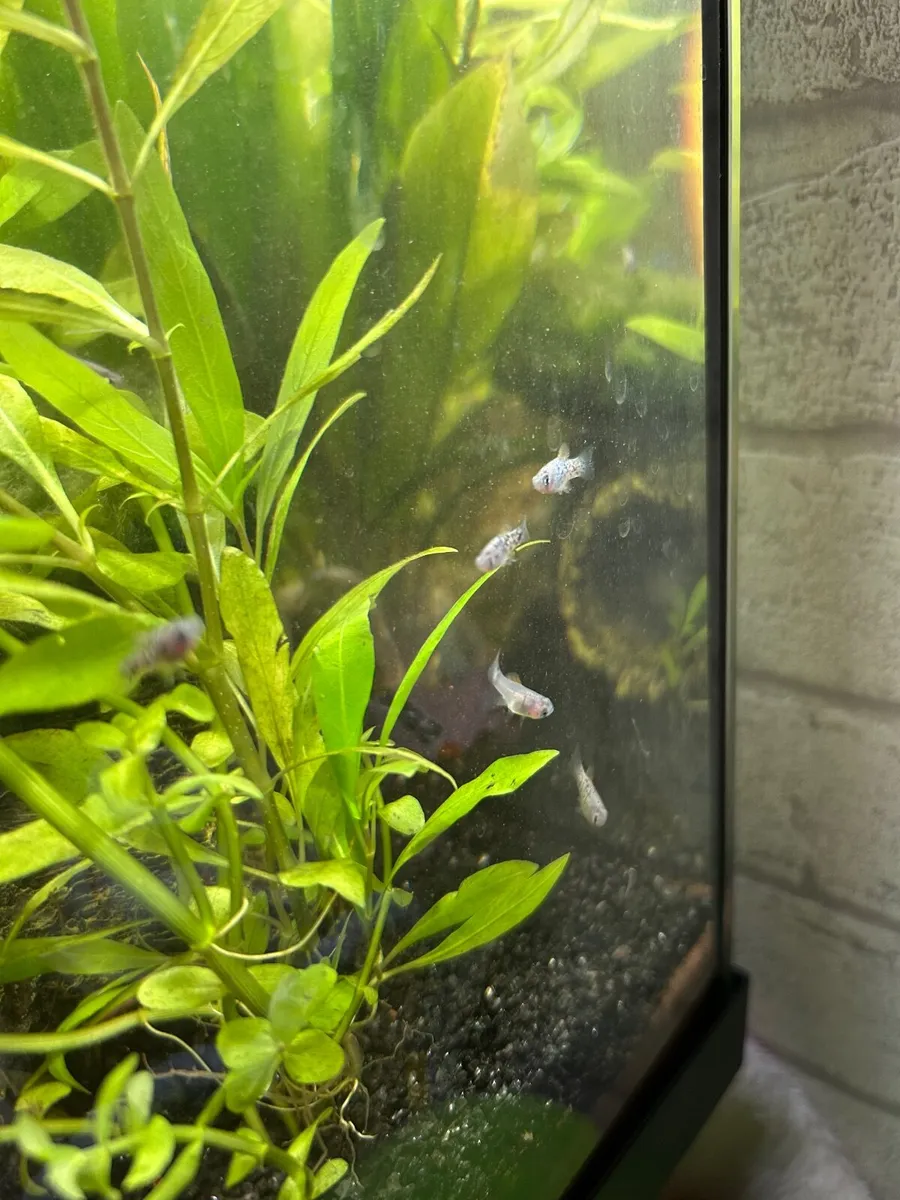 Fish - platies - Image 4