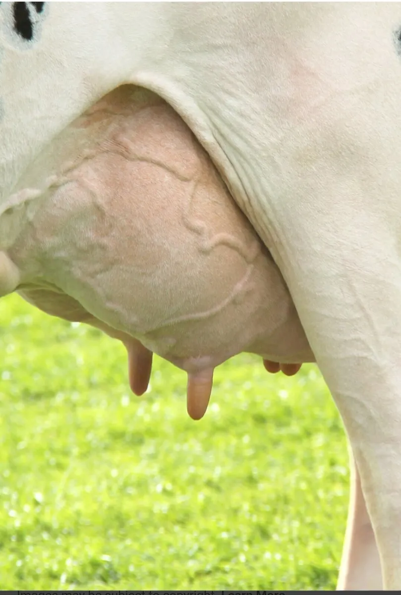 Empty Cows Wanted