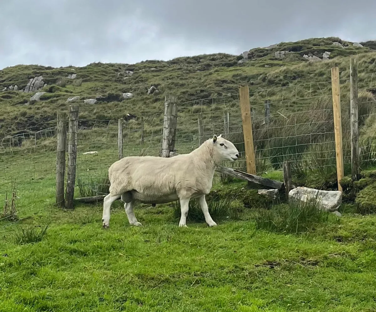 Pbnr North County Cheviot Ram - Image 2