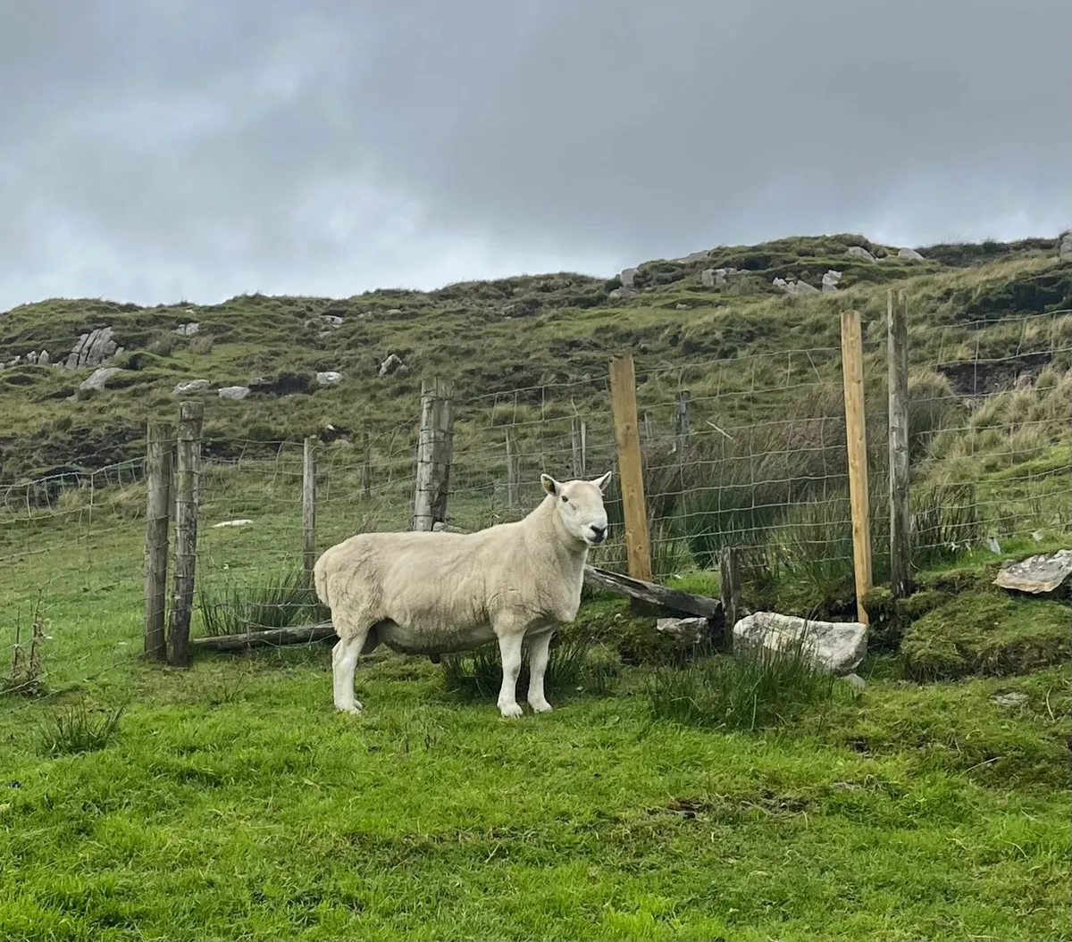 Pbnr North County Cheviot Ram - Image 1