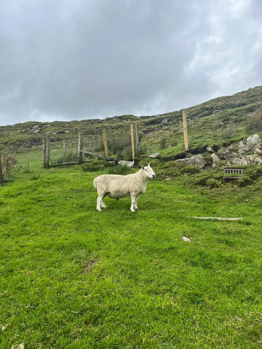 Pbnr North County Cheviot Ram - Image 3