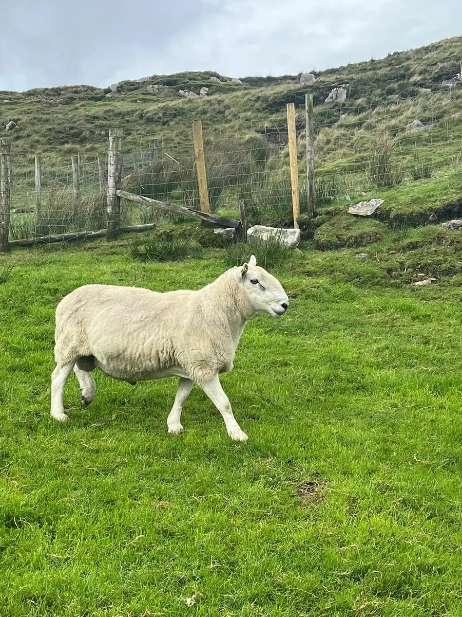 Pbnr North County Cheviot Ram - Image 4