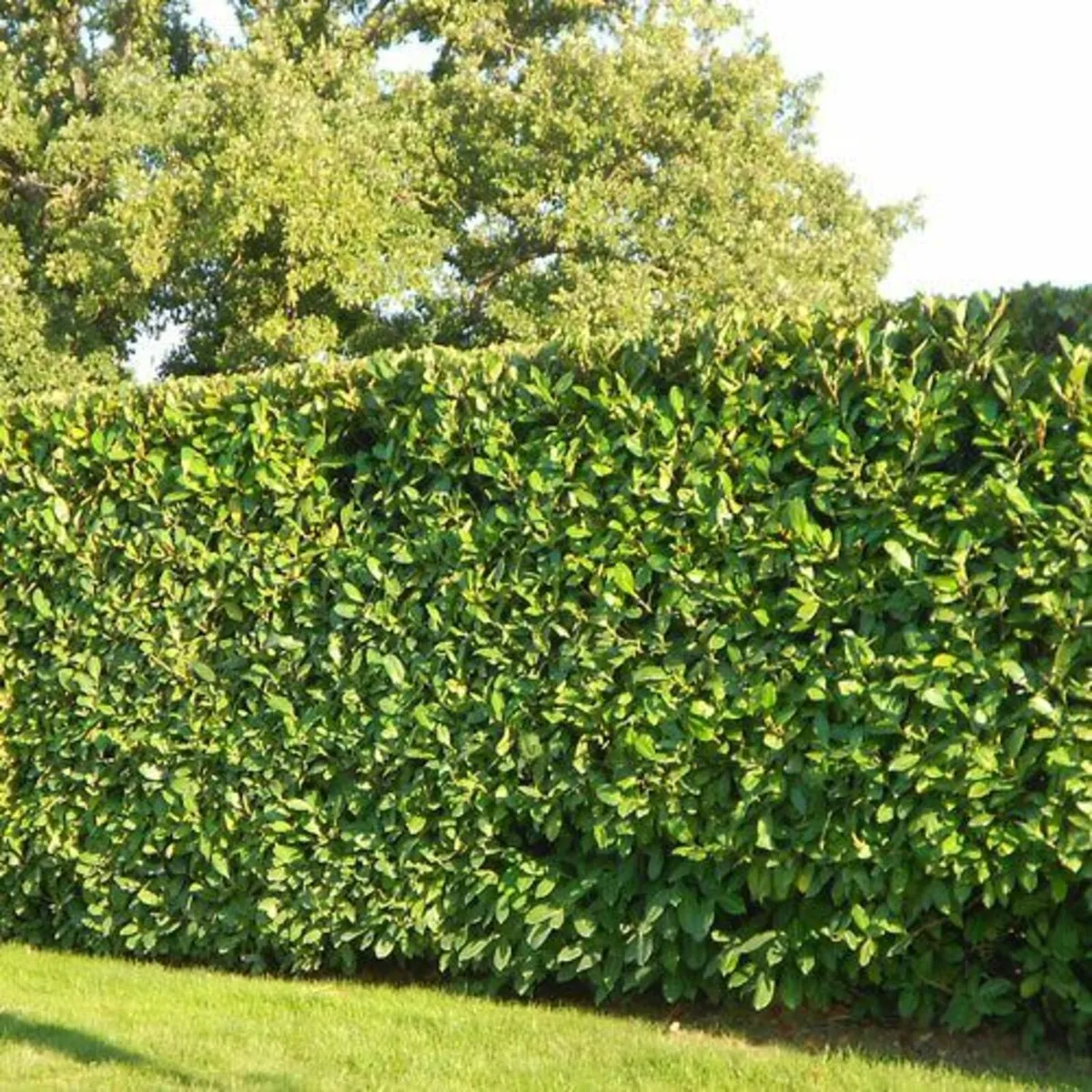 Cherry Laurel (1L Pot, 60–70 cm) - HALF PRICE