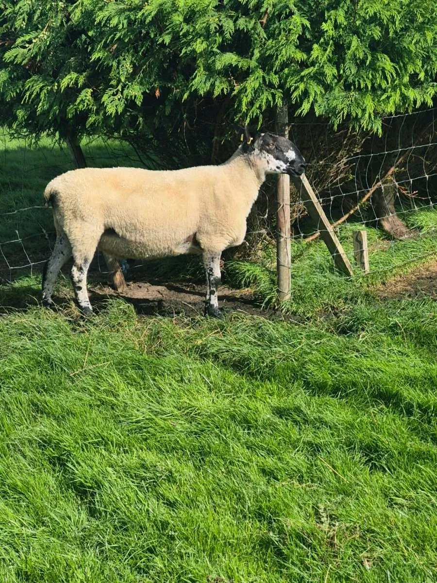 Milford ram - Image 1