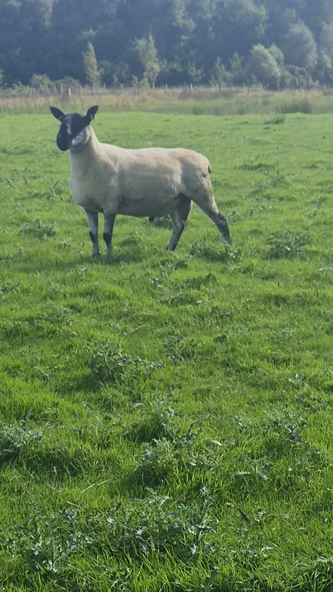 Milford ram - Image 2
