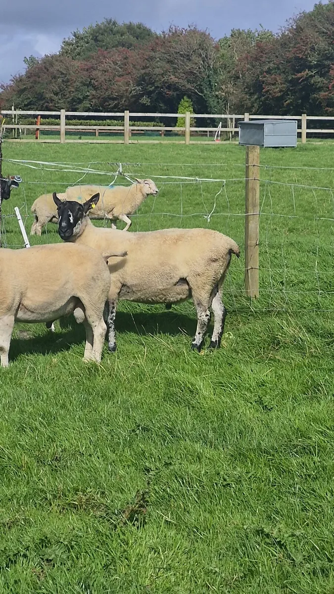 Milford ram - Image 4
