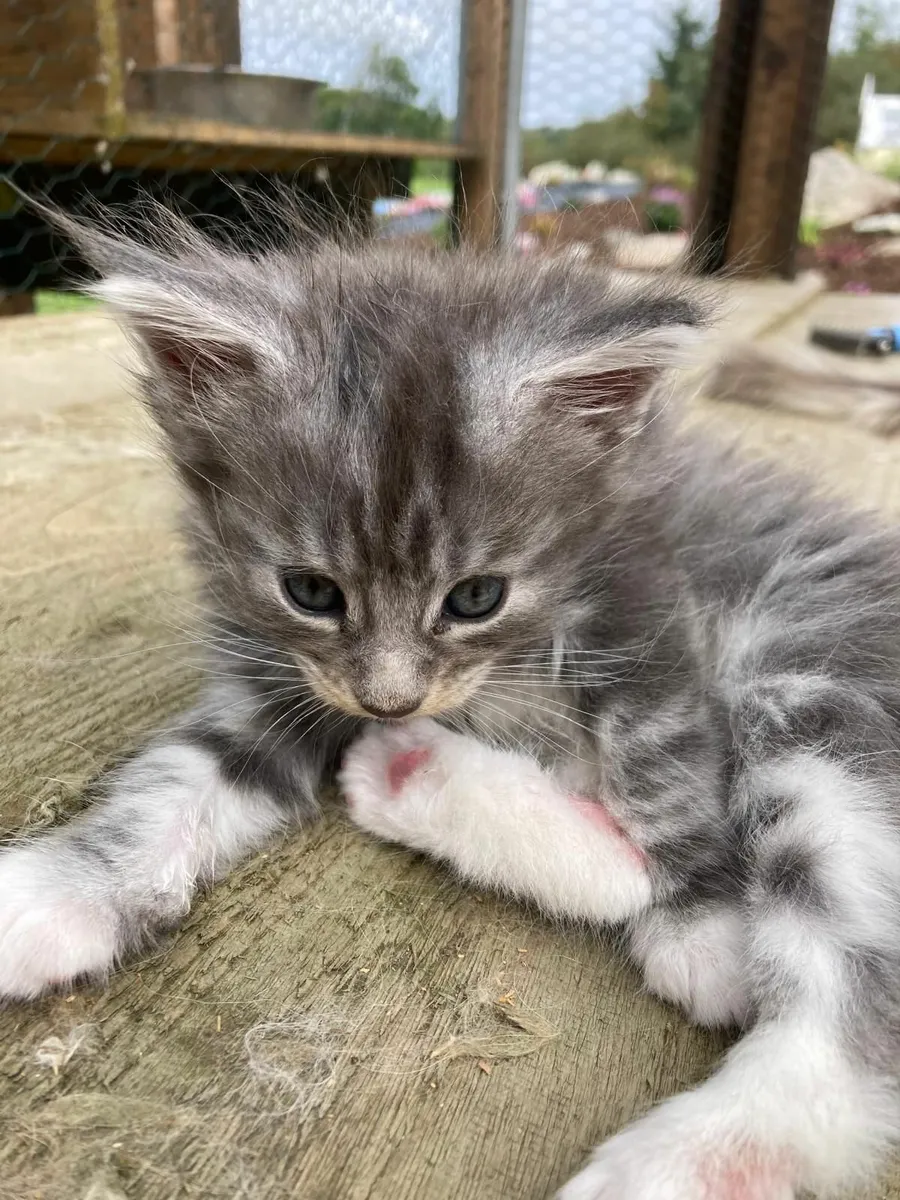 maine coon kittens - Image 3