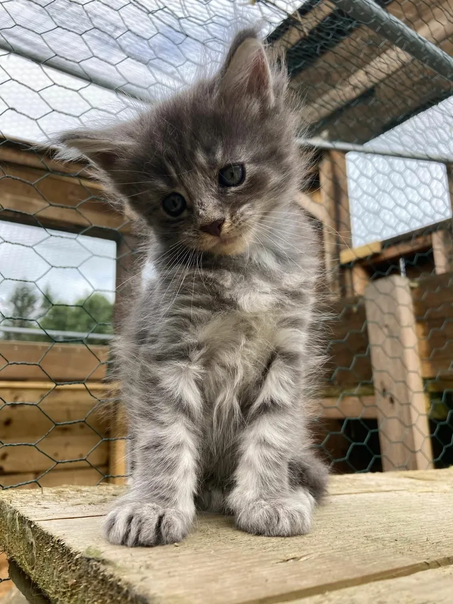 maine coon kittens - Image 1