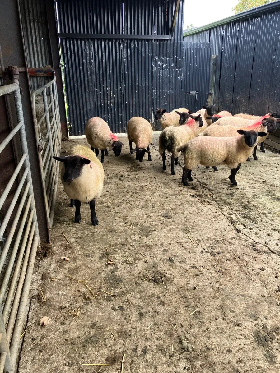 Organic sheep - Image 2