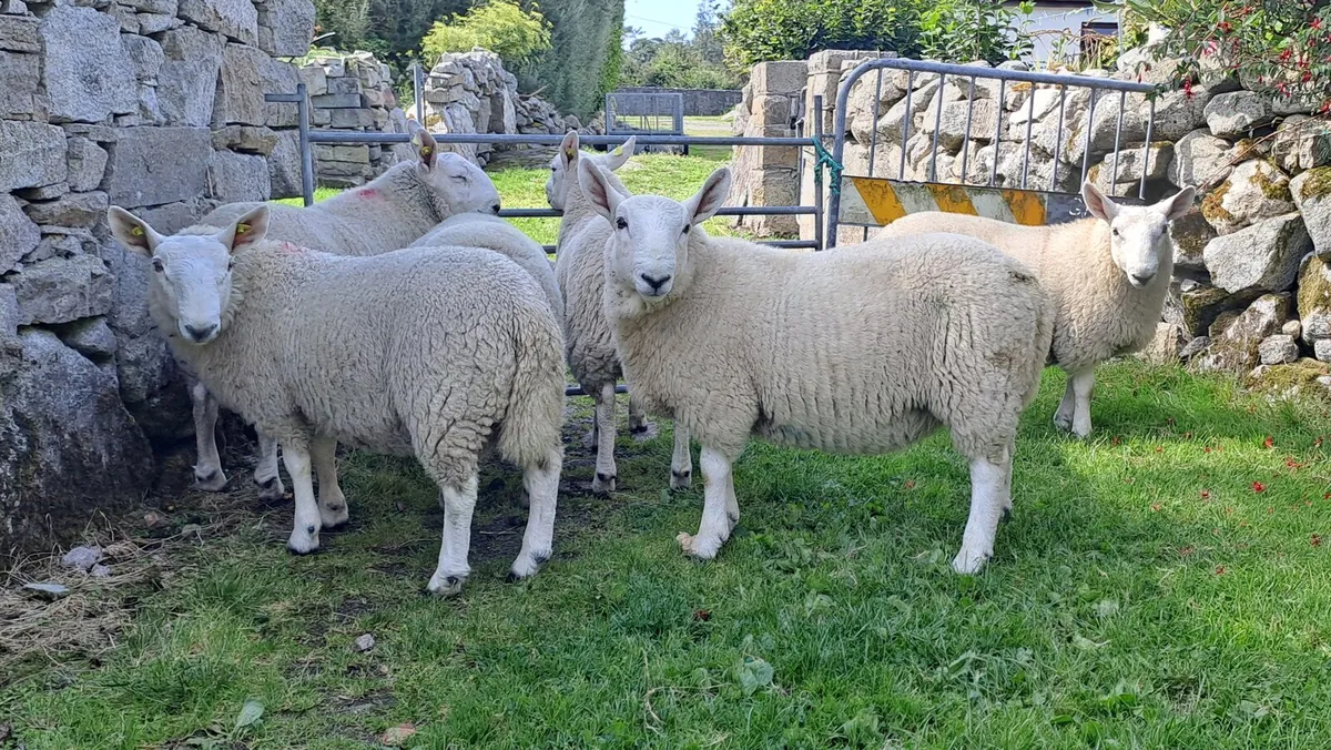 5 North Country Cheviot Ram lambs - Image 2