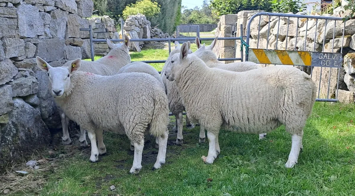 5 North Country Cheviot Ram lambs - Image 3