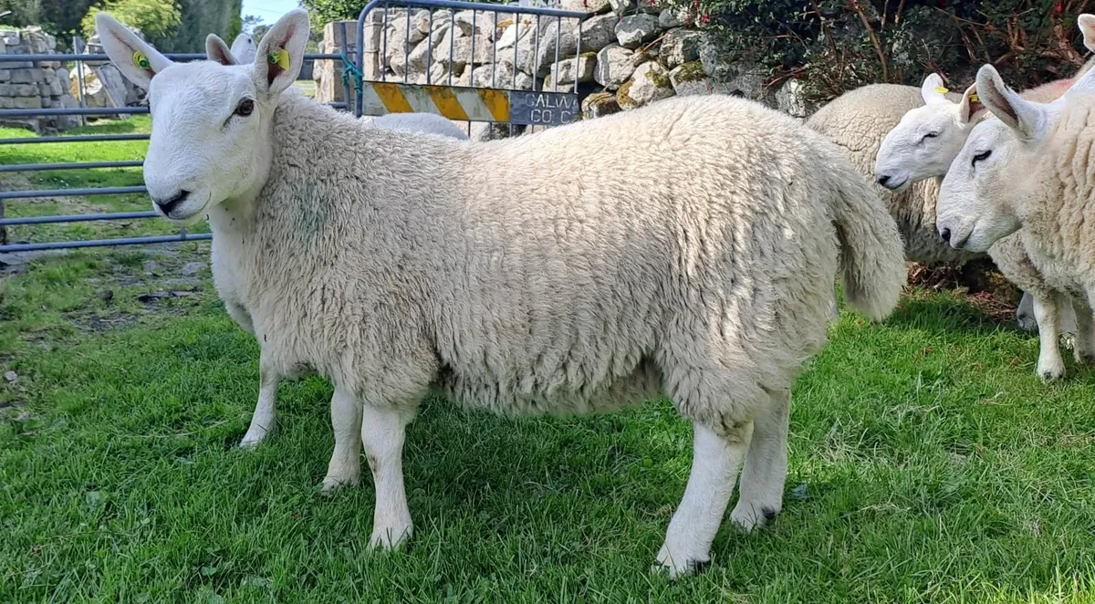 5 North Country Cheviot Ram lambs - Image 4