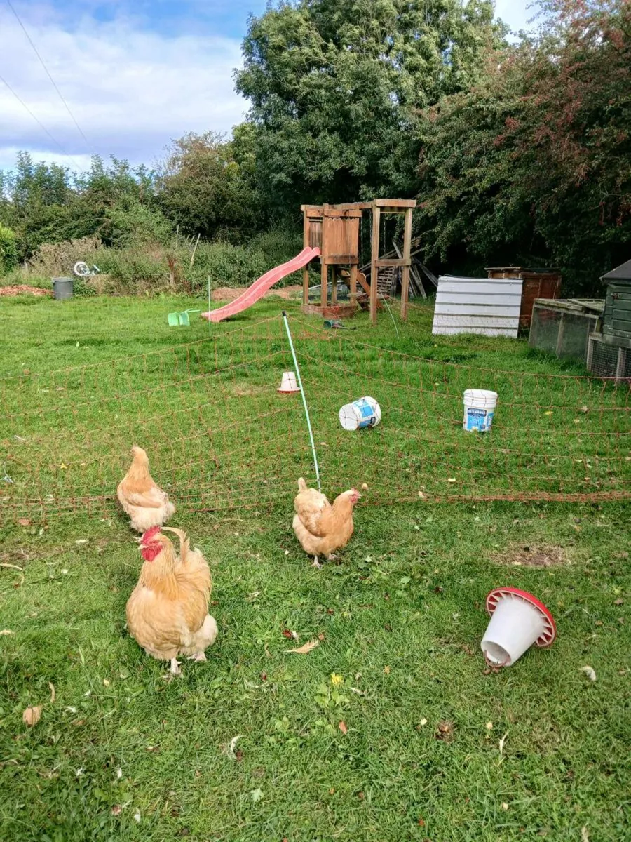 Hens - Image 1