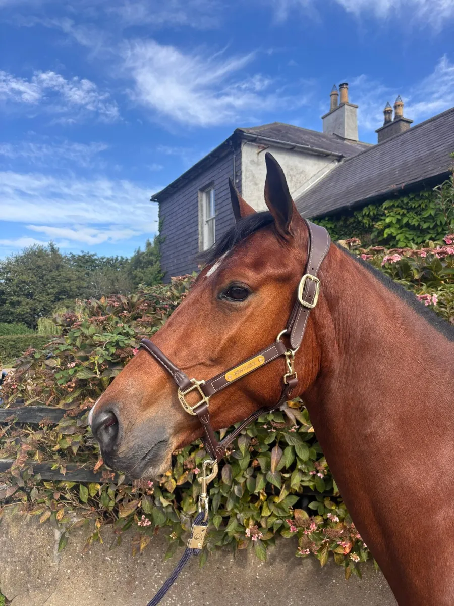 Lot no 763 Goresbridge sales Friday Sept 5th - Image 1
