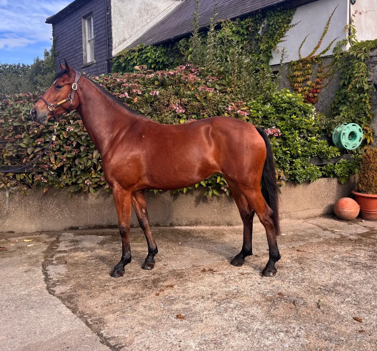 Lot no 763 Goresbridge sales Friday Sept 5th - Image 3