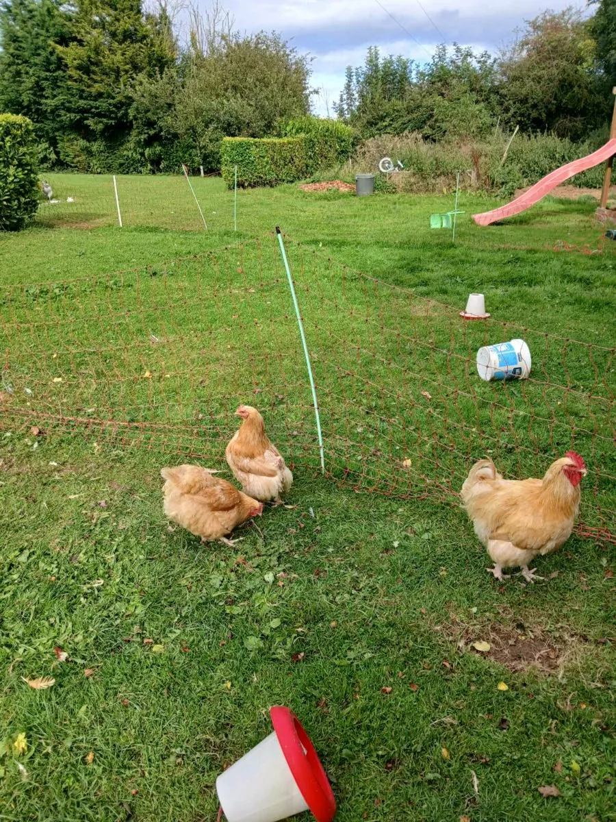 Hens - Image 3