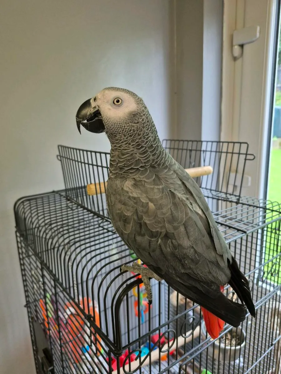 African grey parrot - Image 1