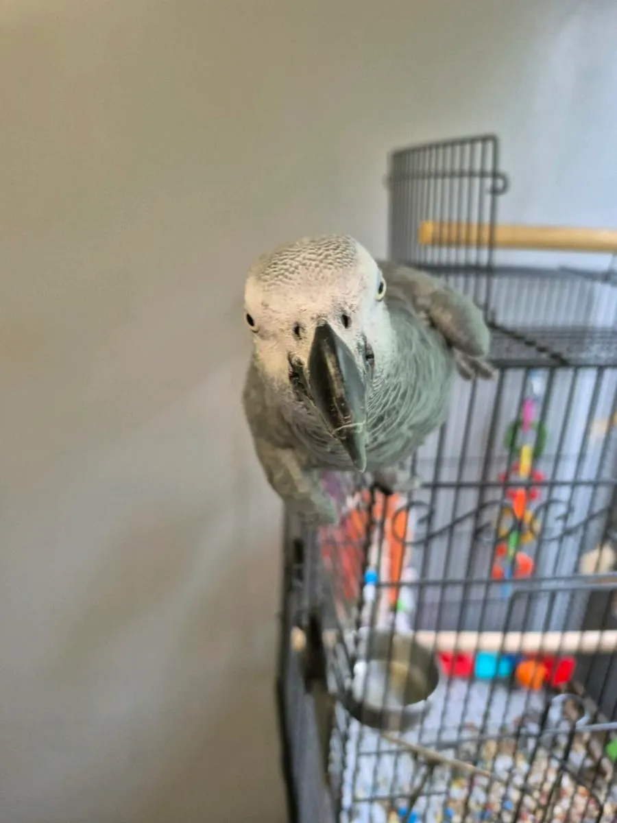 African grey parrot - Image 2
