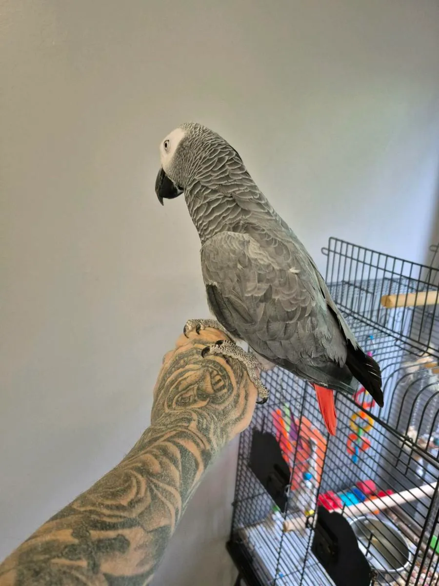 African grey parrot - Image 3