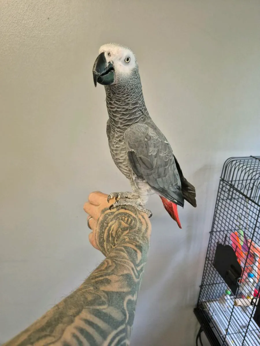 African grey parrot - Image 4