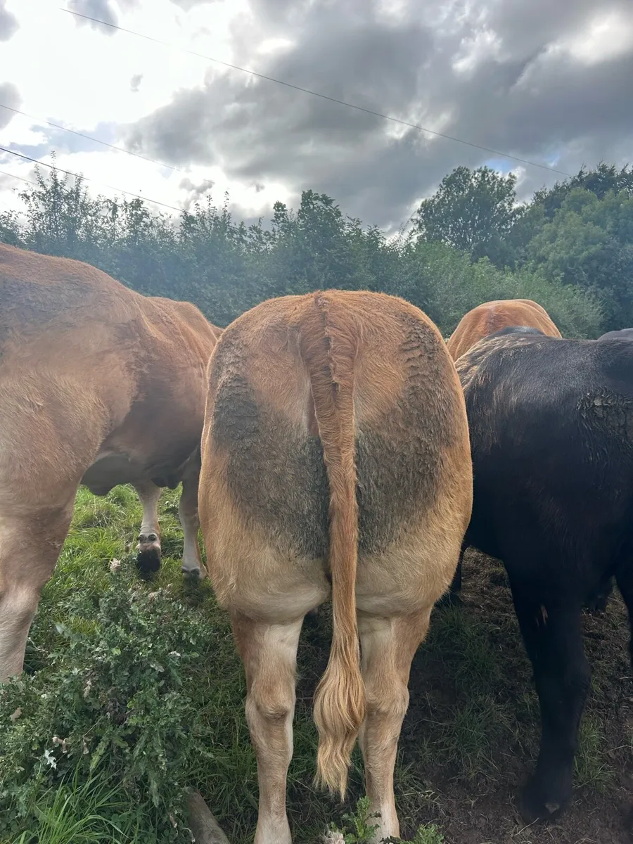 PBR limousine heifer - Image 3