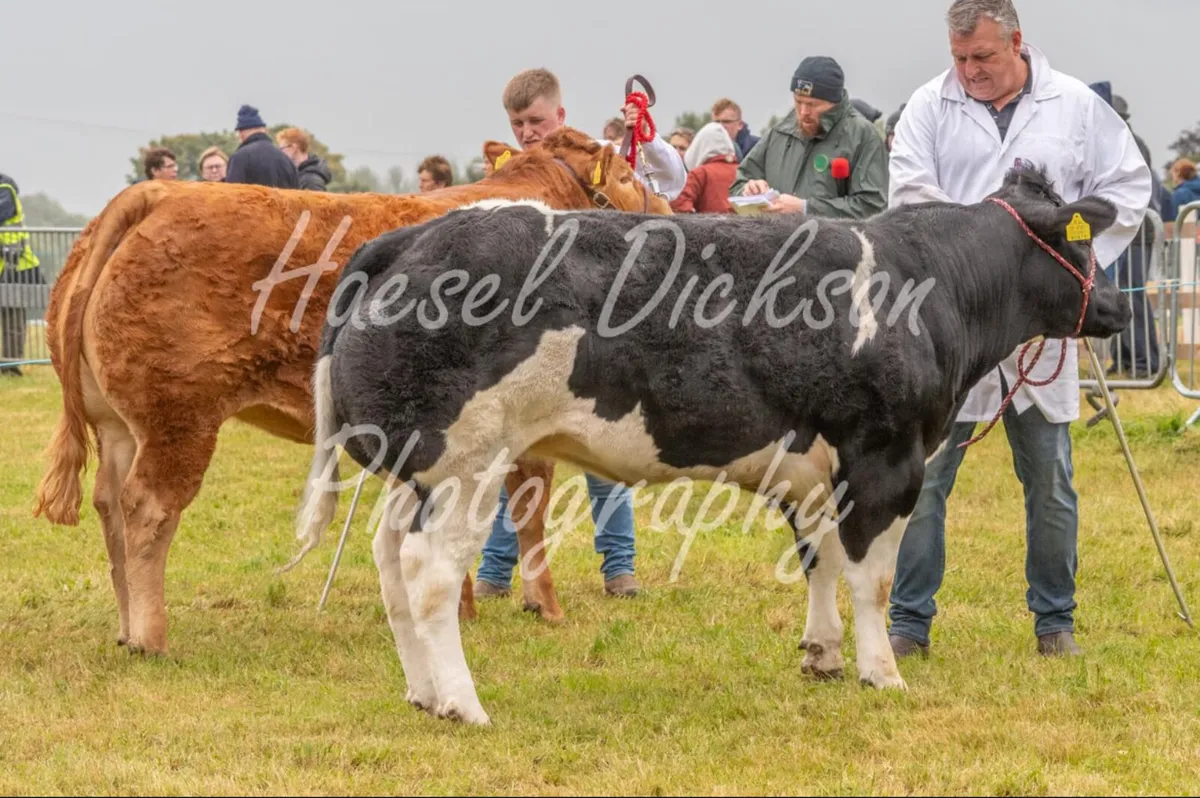 PBR limousine heifer - Image 4