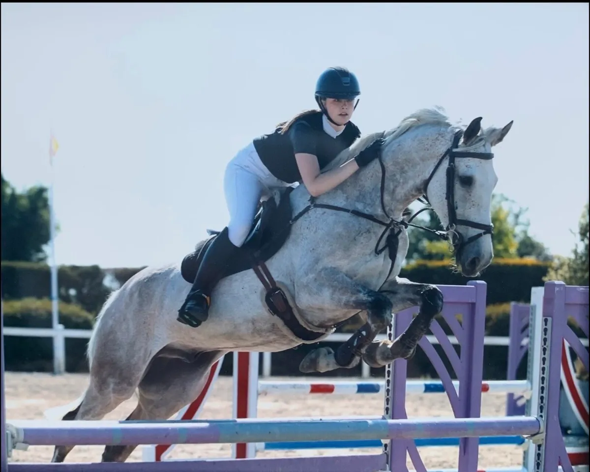 16.3 showjumping gelding - Image 1