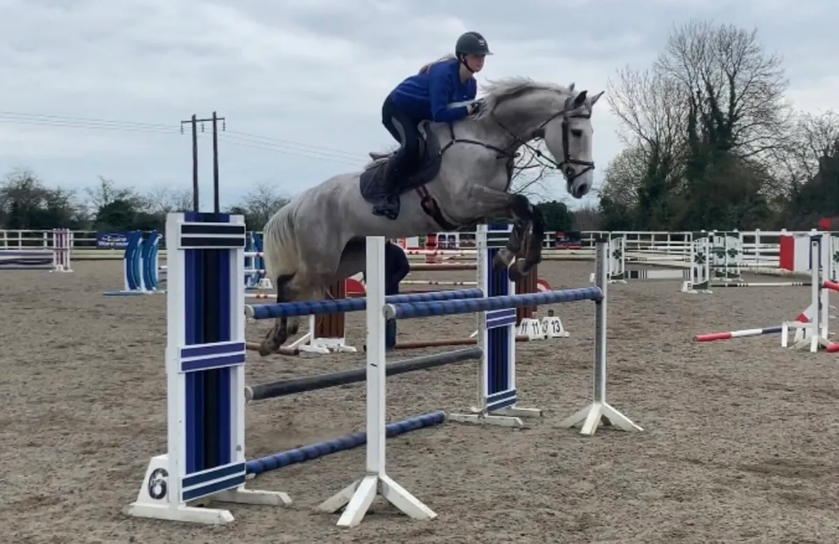 16.3 showjumping gelding - Image 2