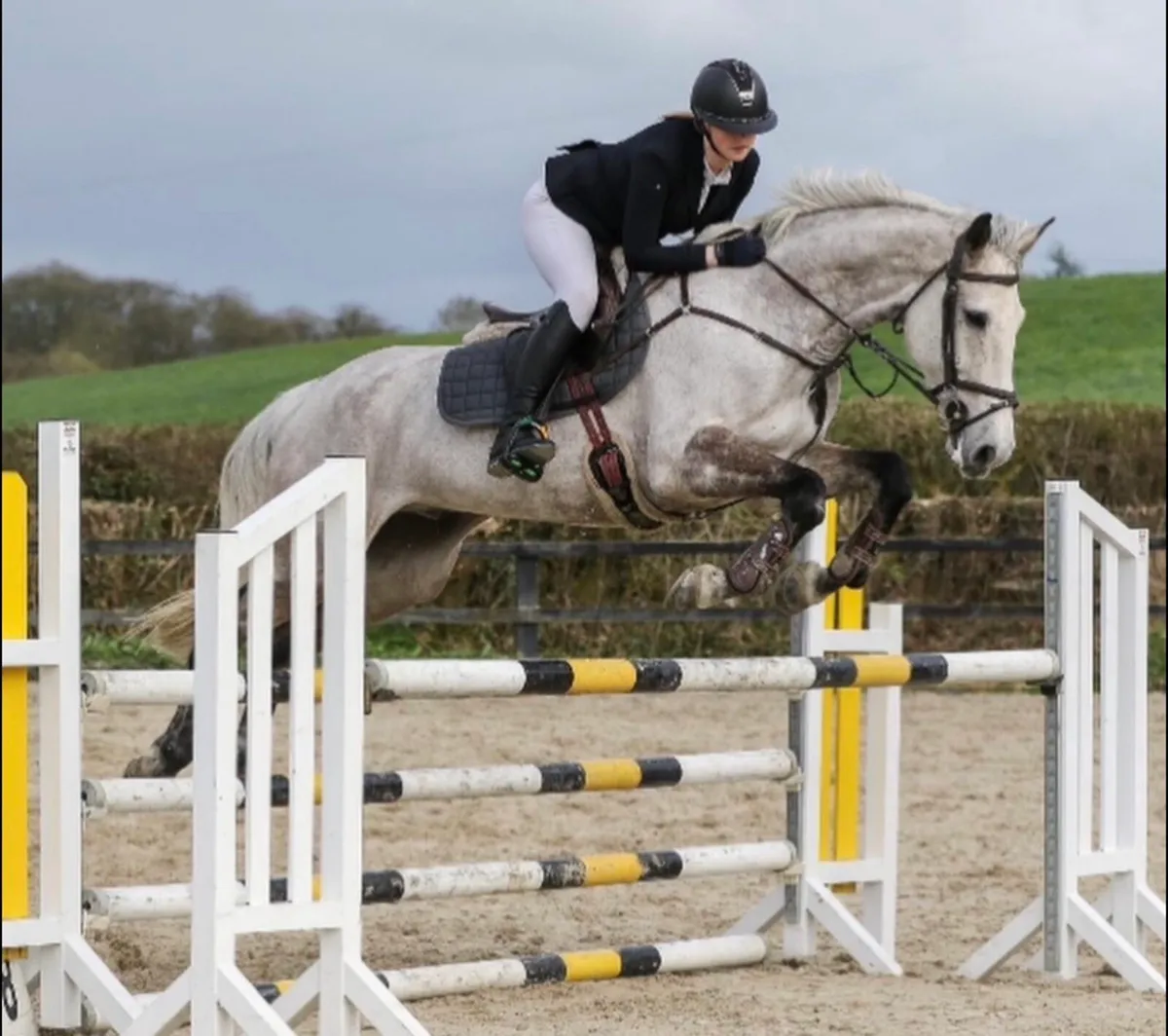 16.3 showjumping gelding - Image 3