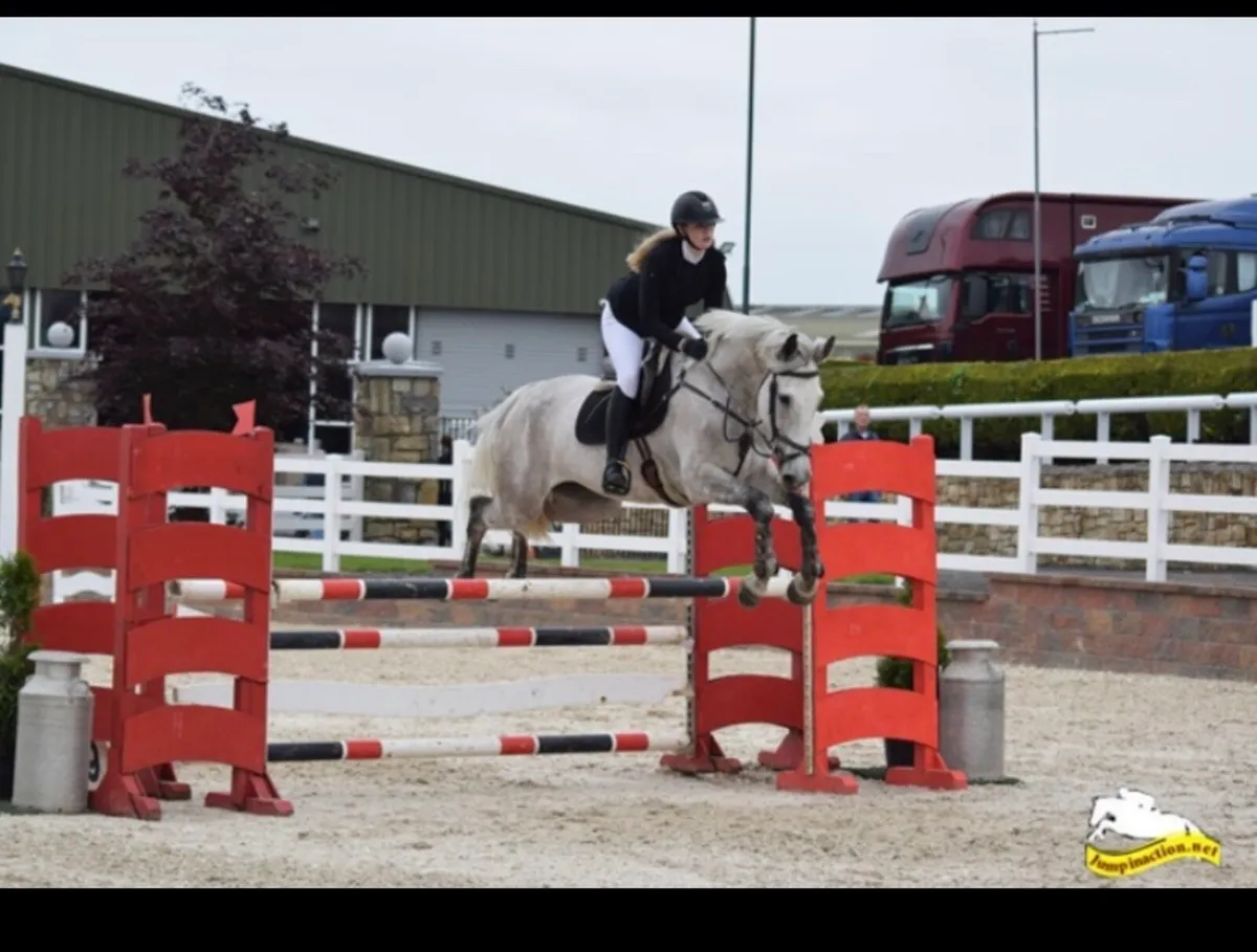 16.3 showjumping gelding - Image 4
